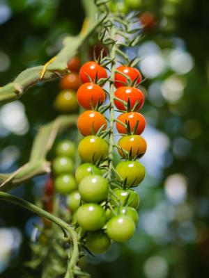 Tomaten an der Rispe