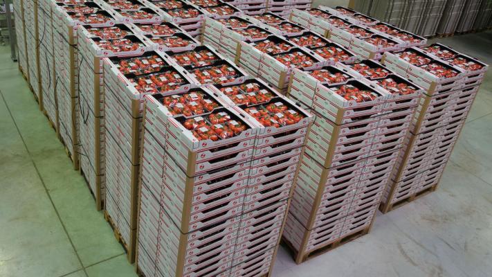 Tomatenkisten