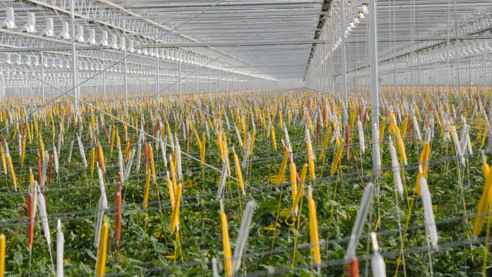 Tomatenpflanzen