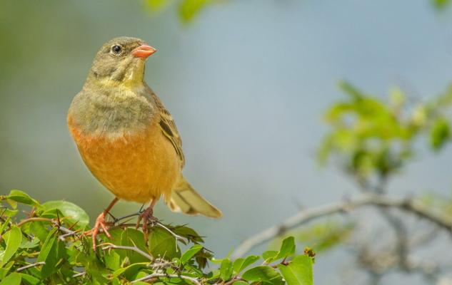 Ortolan