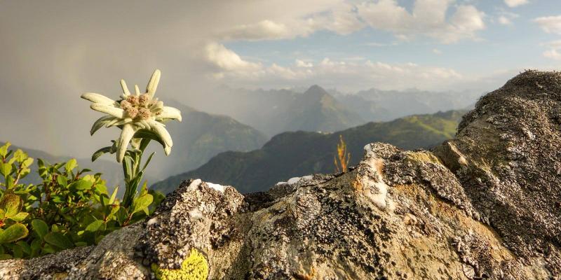 Edelweiss Pflanze in den Alpen