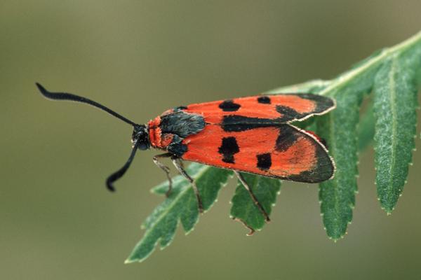 Schmetterlinge Blutstroepfchen
