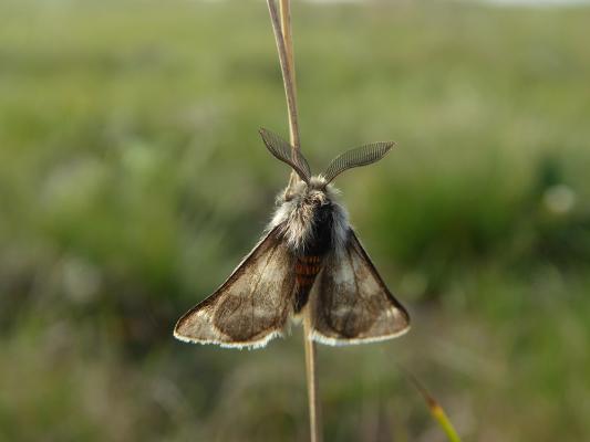 Schmetterlinge Steppenfrostspanner