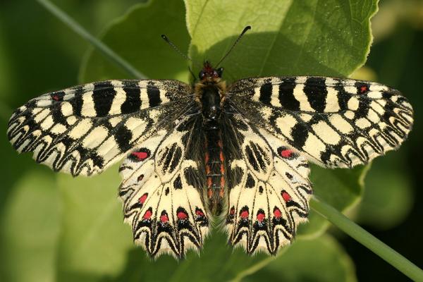 Schmetterlinge Osterluzeifalter
