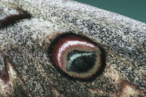 Schmetterlinge: Wiener Nachtpfauenauge