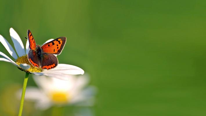 Kleiner Feuerfalter beim Blütenbesuch auf einer Margerite © Pixabay Kleiner Feuerfalter beim Blütenbesuch auf einer Margerite