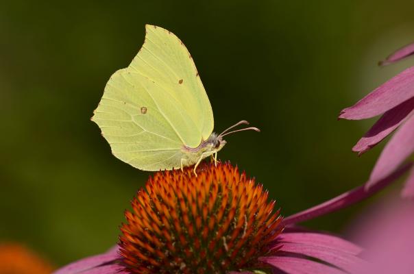Zitronenfalter © Pixabay Zitronenfalter als Blütenbesucher auf Echinacea