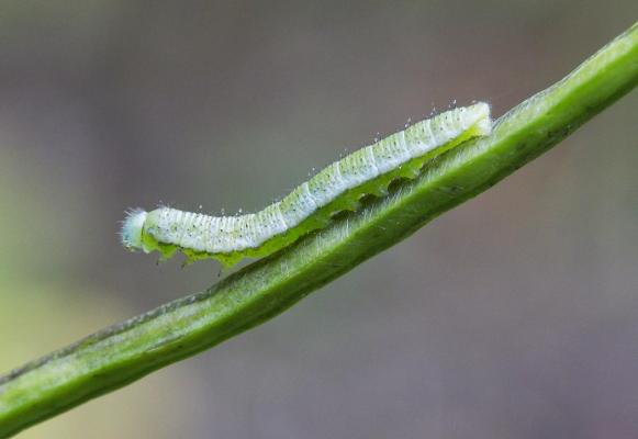 aurorafalter raupe