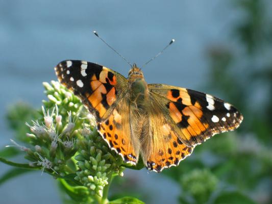 Schmetterlinge bestimmen