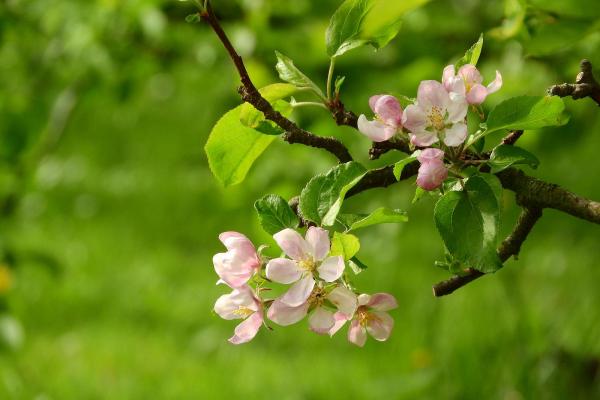 Apfelbaum. Credits: Pixabay © Apfelbaum. Credits: Pixabay