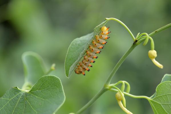 Osterluzeifalter Raupe © Osterluzeifalter Raupe