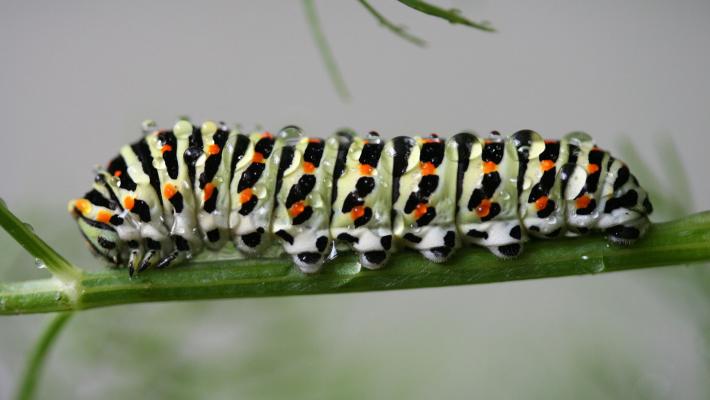 Raupe Schwalbenschwanz
