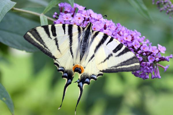 raupenfutter-Segelfalter-auf-Buddleja_Manfre-Pendl © (c) Manfred Pendl Segelfalter auf Buddleja