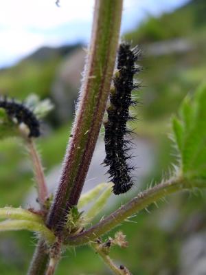 Schmetterlingsraupe Tagpfauenauge Bernhar-Haidler © (c) Bernhard Haidler Schmetterlingsraupe Tagpfauenauge