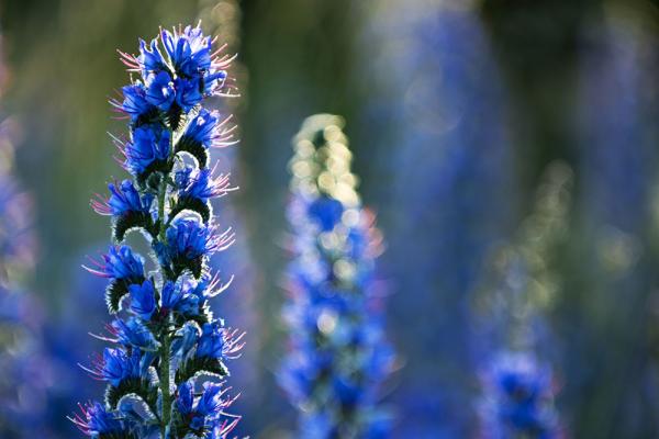 10 Wiesenblumen, die du kennen solltest | Blühendes Österreich