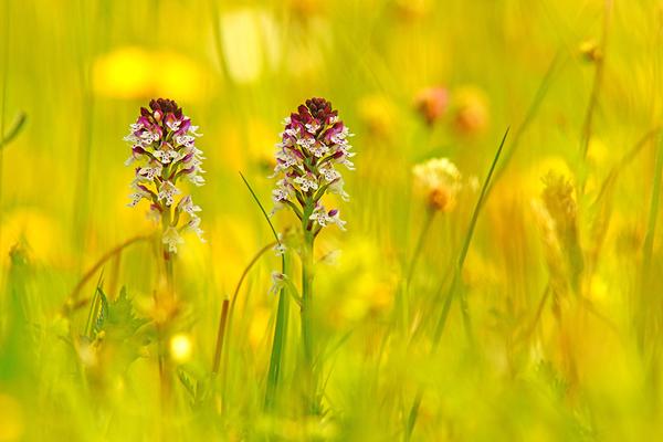 wiesenblumen-Brand-Knabenkraut-shutterstock_PJ-photography © (c) pixabay.com / Brand-Knabenkraut brandkraut