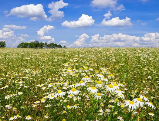 wiesenblumen-echte-kamille-shutterstock_Andrew-Koturanov © (c) Kamille / Shutterstock. Andrew Koturanov Echte Kamille