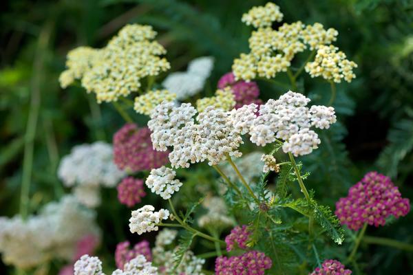 wiesenblumen-gemeine-schafgabe-shutterstock_kukuruxa © (c) Mischung Schafgarbe / Shutterstock. Kukuruxa Schafgarben Mix