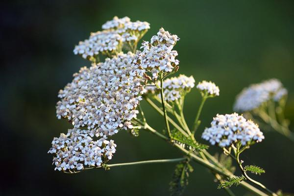 wiesenblumen-Gemeine-Schafgarbe-shutterstock_Marta-Jonina © (c) Gemeine Schafgarbe / Shutterstock. Marta Jonina Typische Wiesenblume - Gemeine Schafgarbe