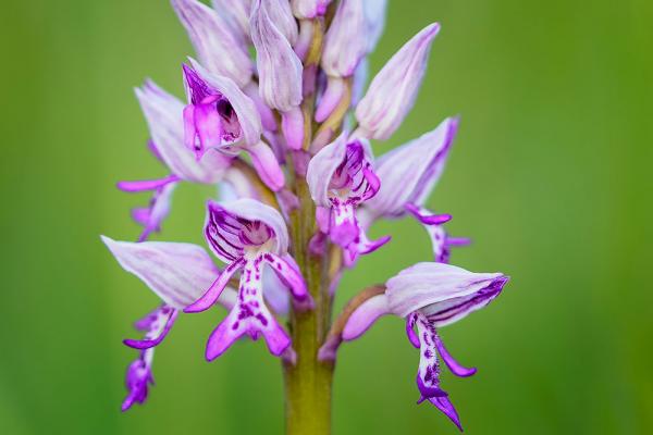 wiesenblumen-Helm-Knabenkraut-shutterstock_Josef-Gabrhel © (c) Helm-Knabenkraut / Shutterstock. Josef Gabriel Wiesenblume Helm-Knabenkraut