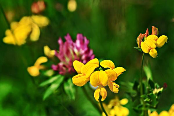 wiesenblumen-Hornklee-shutterstock_gigello © gigello/Shutterstock.com Hornklee, Blüten
