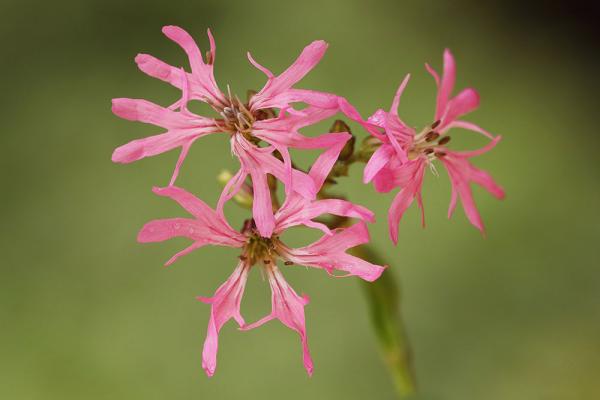 wiesenblumen-Kuckucks-Lichtnelke-shutterstock_Bildagentur-Zoonar-GmbH © (c) Kuckucks-Lichtnelke / Shutterstock. Bildagentur Zoonar Wiesenblume Kuckucks-Lichtnelke