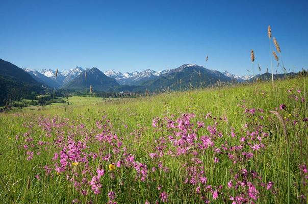 wiesenblumen-Kuckucks-Lichtnelke-shutterstock_SusaZoom © (c) Wiesenblume Kuckucks-Lichtnelke / Shutterstock SusaZoom Wiesenblume Kuckucks-Lichtnelke