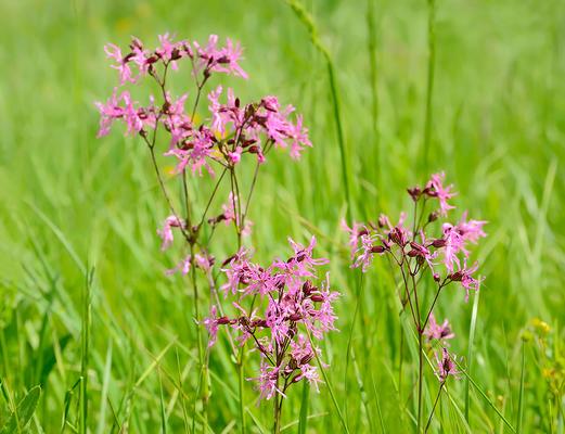 wiesenblumen-Kuckucks-Lichtnelke-shutterstock_Tatiana-Volgutova © (c) Wiesenblume Kuckucks-Lichtnelke / Shutterstock. Tatiana Volgutova Wiesenblume Kuckucks-Lichtnelke