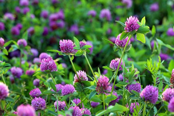 wiesenblumen-rotklee-shutterstock_Grigorii-Pisotsckii © (c) shutterstock / Grigoril Pisotschkii Herbstblumen Wiesenklee