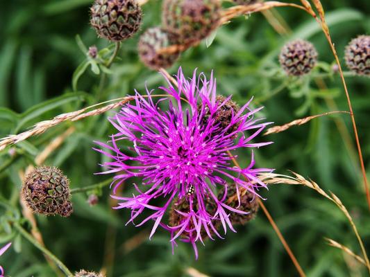 wiesenblumen-skabiosen-flockenblume-shutterstock_Anna-Gratys © (c) Skabiosen-Flockenblume / Shutterstock. Anna Grayts. Skabiosen-Flockenblume