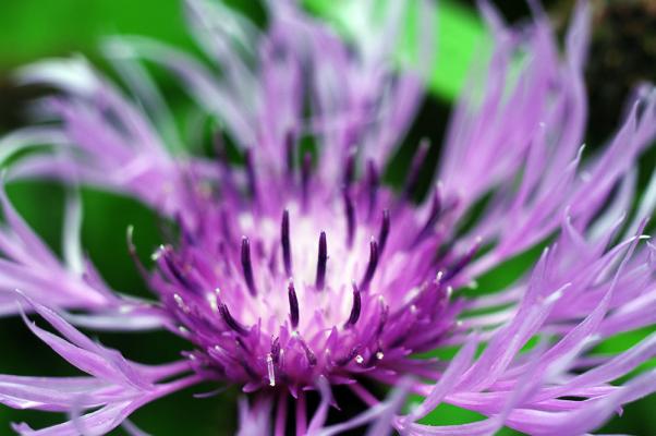 wiesenblumen-Skabiosen-Flockenblume-shutterstock_Vahan-Abrahamyan © (c) Skabiosen-Flockenblume / Shutterstock. Vahan Abrahamyan Wiesenblume. Skabiosen-Flockenblume