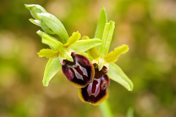 wiesenblumen-Spinnen-Ragwurz-shutterstock_Ondrej-Prosicky © (c) Spinnen-Ragwurz / Shutterstock. Ondrej Prosicky Wiesenblume Spinnen-Ragwurz
