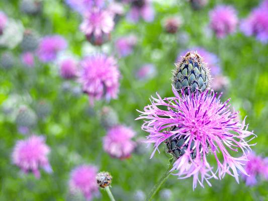 wiesenblumen-Wiesen-Flockenblume-shutterstock_artsandra © (c) Wiesen-Flockenblume / Shutterstock. Artsandra Wiesen-Flockenblume im Fokus