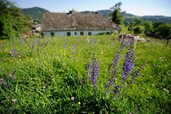 wiesenblumen-wiesen-salbei-alexpapis © (c) Wiesen-Salbei am Mühlbergerhof / Blühendes Österreich Wiesen-Salbei