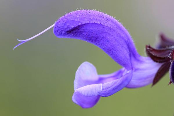 wiesenblumen-wiesen-salbei-shutterstock_Ervin-Monn © (c) Wiesen-Salbei / Shutterstock. Ervin Monn. Wiesen-Salbei