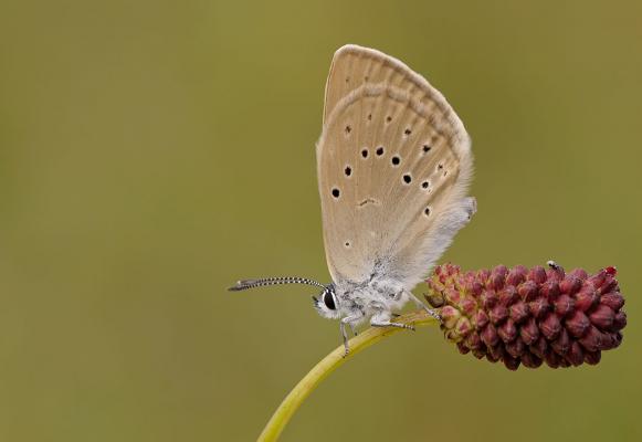 Dunkler Wiesenknopf-Ameisen-Bläuling c Shutterstock Roger Meerts © Dunkler Wiesenknopf-Ameisen-Bläuling c Shutterstock Roger Meerts Dunkler Wiesenknopf-Ameisen-Bläuling c Shutterstock Roger Meerts