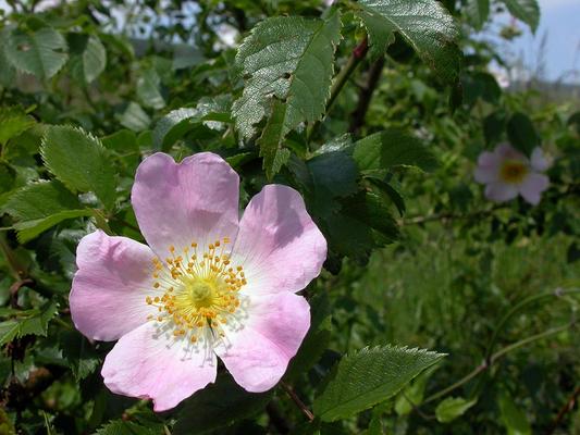 Heckentag 2017. Hunds-Rose. (c) Klaus Wanninger © Heckentag 2017. Hunds-Rose. (c) Klaus Wanninger Heckentag 2017. Die Hunds-Rose.