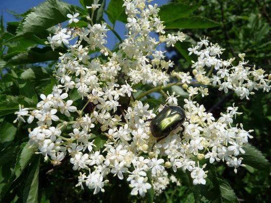 Hecke Schwarzer Holler