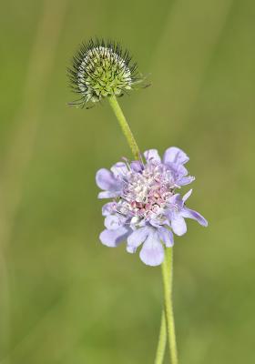 Herbstblumen Taubenskabiose
