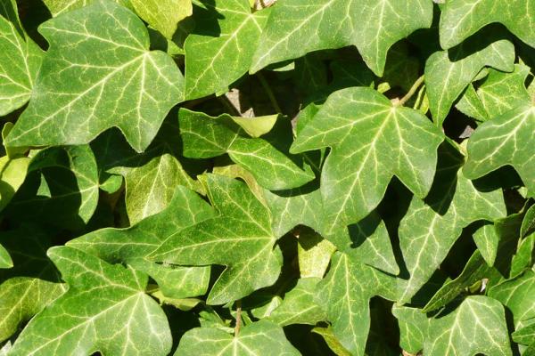 Herbstblumen Efeu
