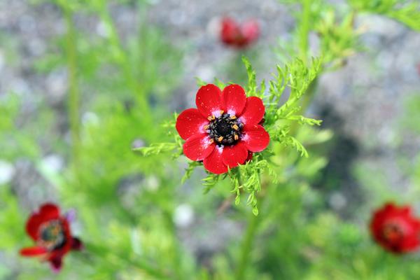Herbstblumen Adonisroeschen