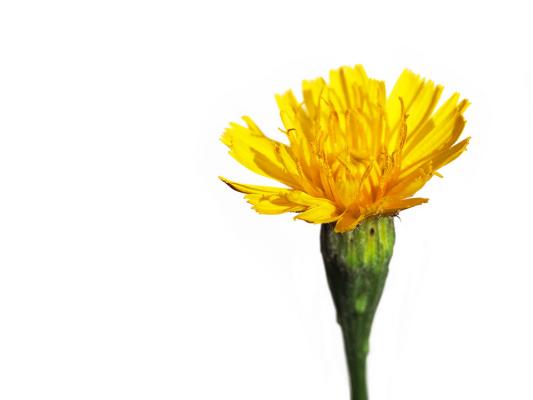 Herbstblumen Herbst Loewenzahn