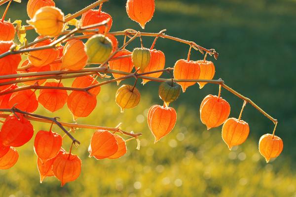 46+ Zierpflanze Bunte Herbstblumen, Finden sie hier unsere top10 der
