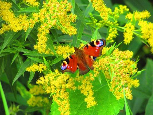 39 Herbstblumen Bilder Kostenlos Besten Bilder Von Ausmalbilder