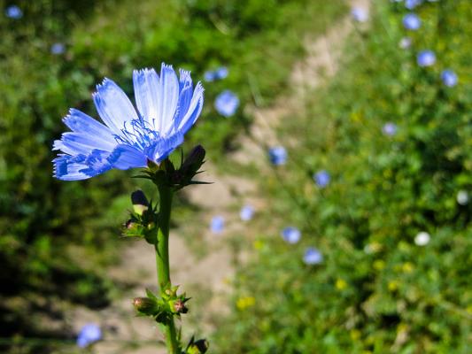 Herbstblumen Wegwarte