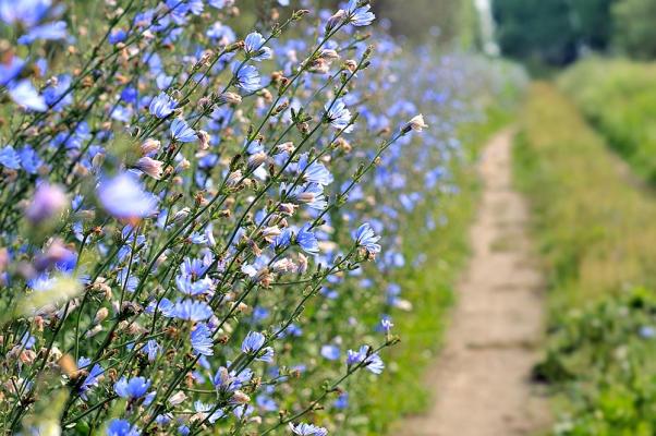 Herbstblumen Wegwarte