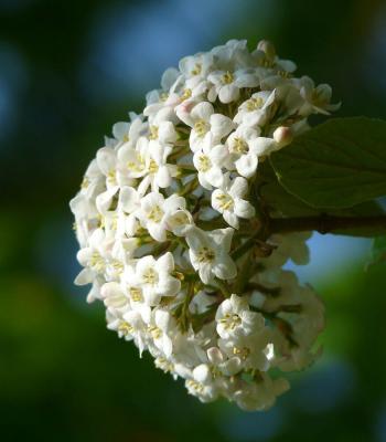 Wolliger Schneeball (c) Pixabay © Wolliger Schneeball (c) Pixabay Hecke Wolliger Schneeball