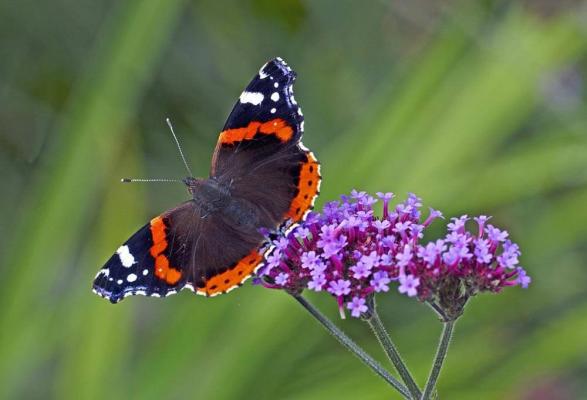 Schmetterling Admiral Falter