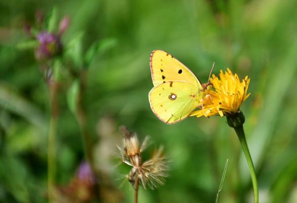 Weißklee-gelbling-goldene-acht-pixabay © (c) pixabay.com Schmetterling Weißklee Gelbling