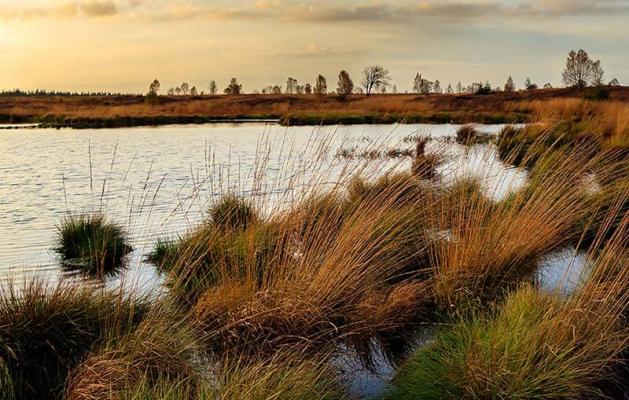brennnessel-moor--- © (c) pixabay.com brennnessel moor